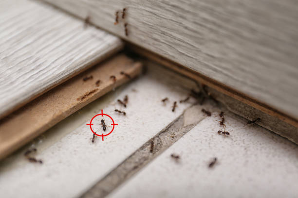 Best Mosquito Control Services  in Ladonia, AL