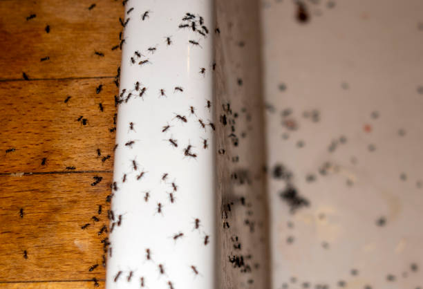 Best Best Pest Control Companies  in Ladonia, AL